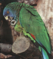 The Saint Lucia Parrot (Amazona versicolor)