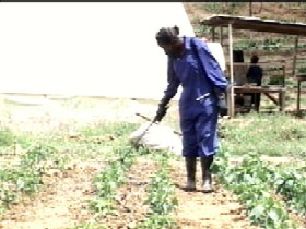 Farming using pesticide on farm