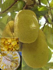 The Jackfruit known in St. Lucia as Kataharr