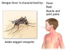 Dengue Fever Poster