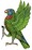 Saint Lucia Parrot - Amazona versicolor, the National Bird