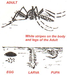 Identification and development of Aedes Aegypti mosquito