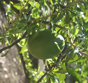 The Calabash Fruit