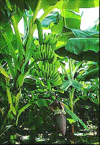 bananas.jpg (43139 bytes)