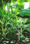 Saint Lucian bananas