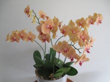 The Phalaenopsis Flower